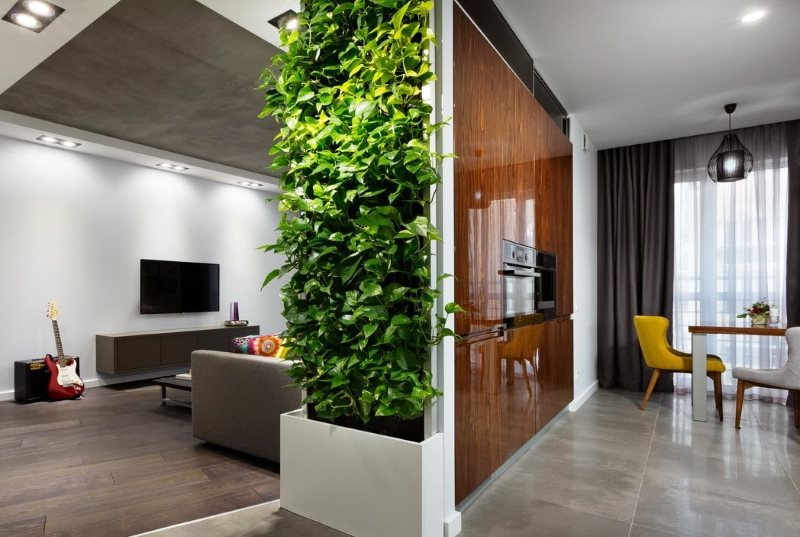 ปีนพืชในการตกแต่งภายในของห้องครัวห้องนั่งเล่น