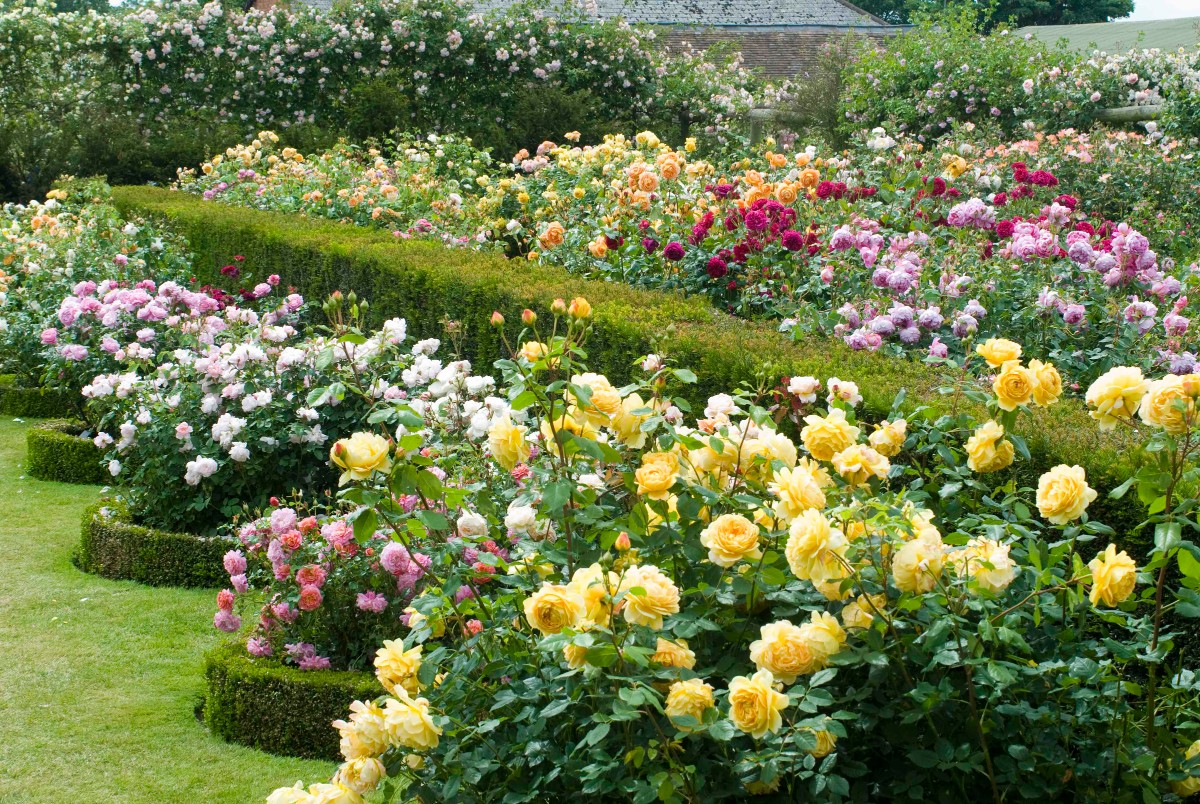 flowerbed design with roses