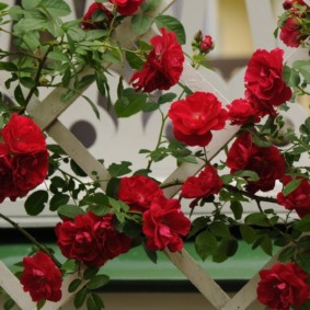 roses for landscaping photo