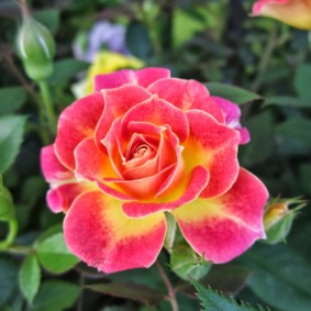 roses for landscape design
