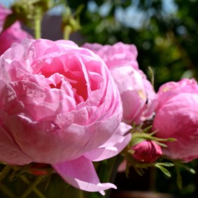 roses for landscape design photo design