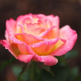 roses for landscape design photo decoration