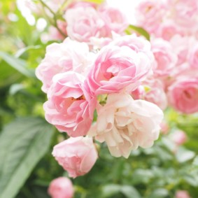 roses for landscaping decoration ideas