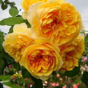 roses for landscaping design ideas