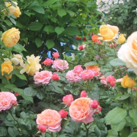 roses for landscape design photo options