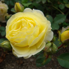 roses for landscape design ideas