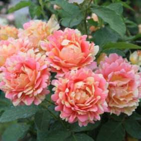 roses for landscape design photo options