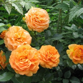 roses for landscaping ideas kinds