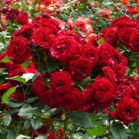 roses for landscape design overview
