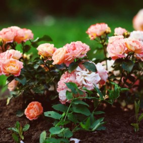 roses for landscape design photo reviews