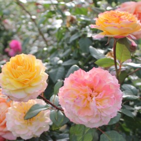 roses for landscape design ideas overview