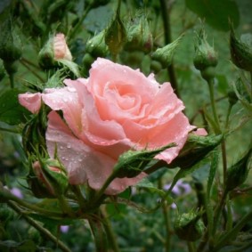roses for landscaping ideas reviews