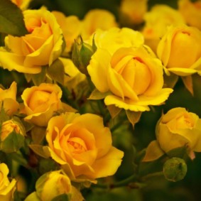roses for landscaping types of decor