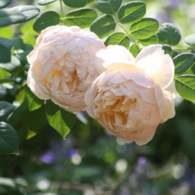 roses for landscape design decor photo