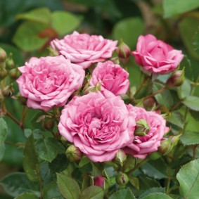 roses for landscape design photo decor