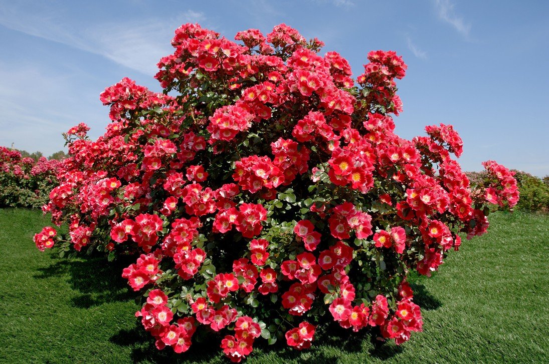 roses landscaping decor ideas