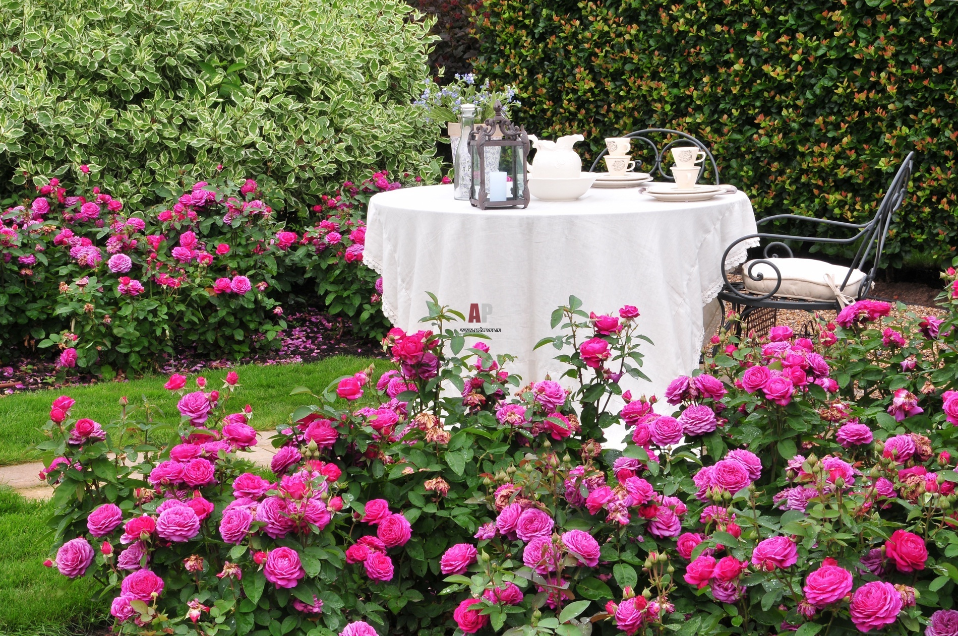 roses in landscaping decor