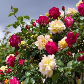 roses in landscape design photo decor