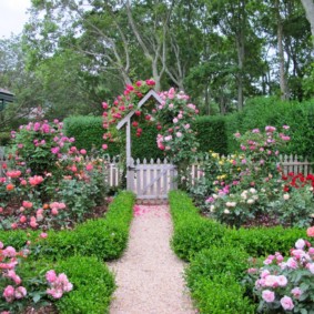 roses in landscape design photo ideas