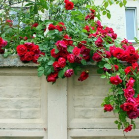 roses in landscape design