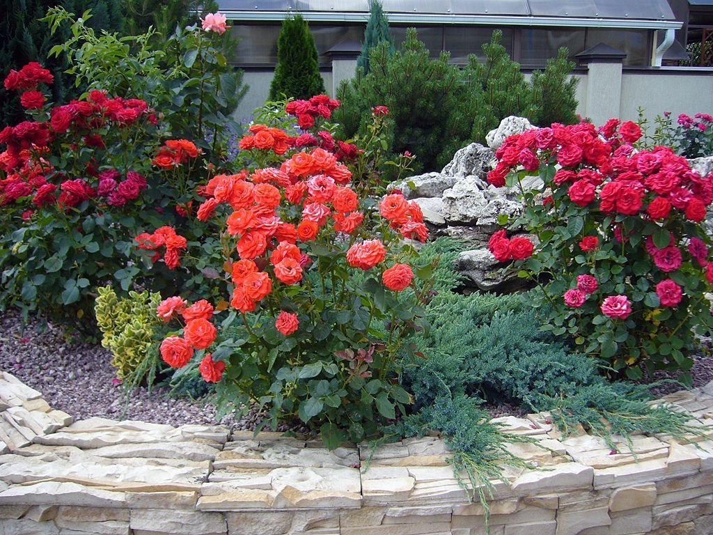 roses in landscape design photo options