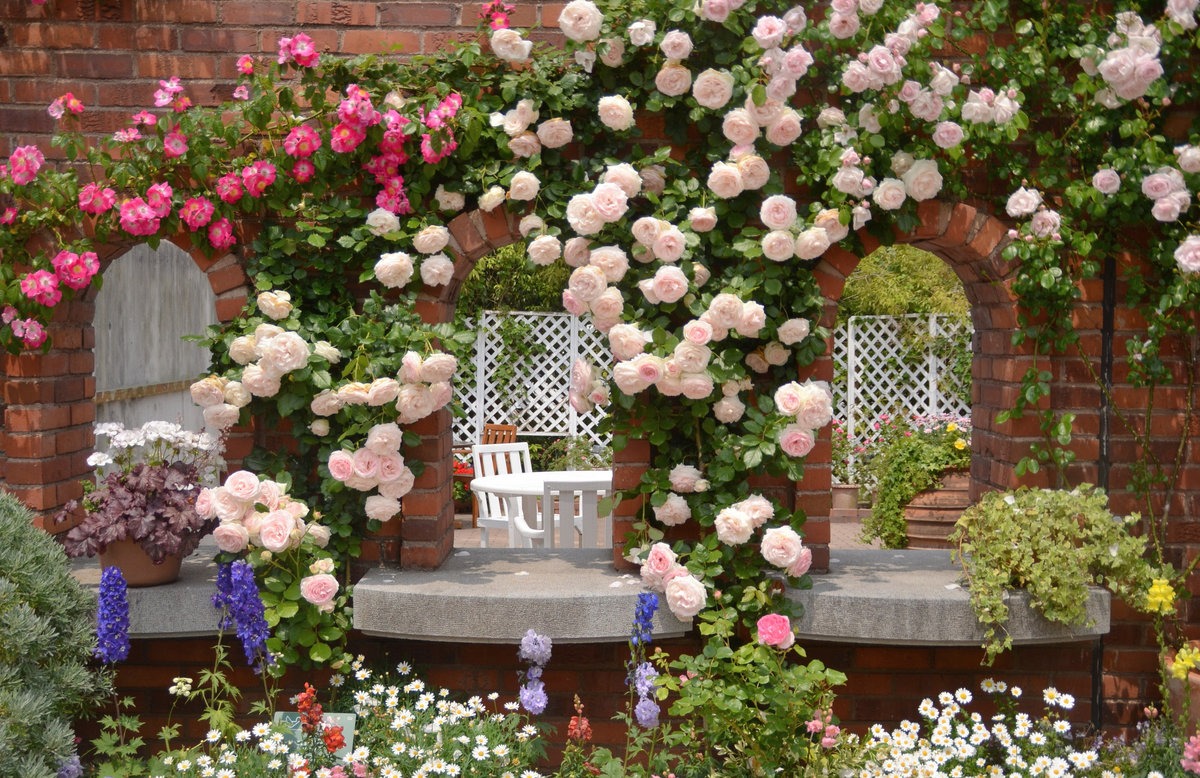 roses in landscaping photo