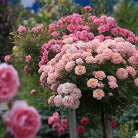 roses in landscape design decor ideas
