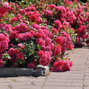 roses in landscape design decor ideas