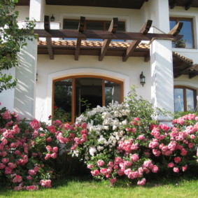 roses in landscape design photo ideas