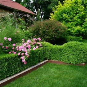 roses in landscaping design ideas