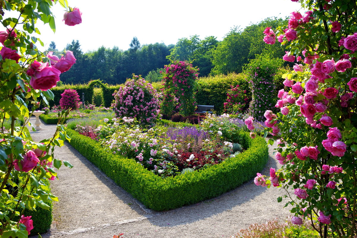 roses in landscaping design ideas