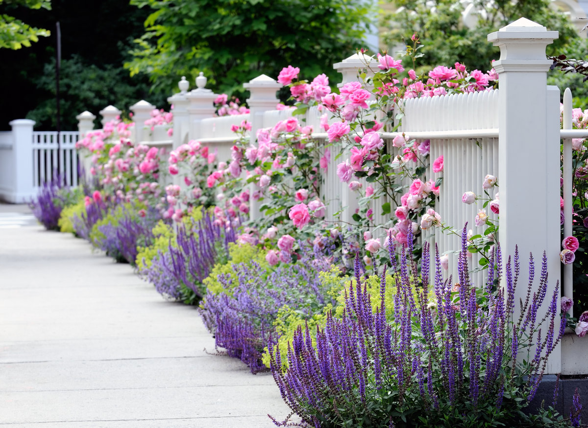 roses in landscape design ideas kinds