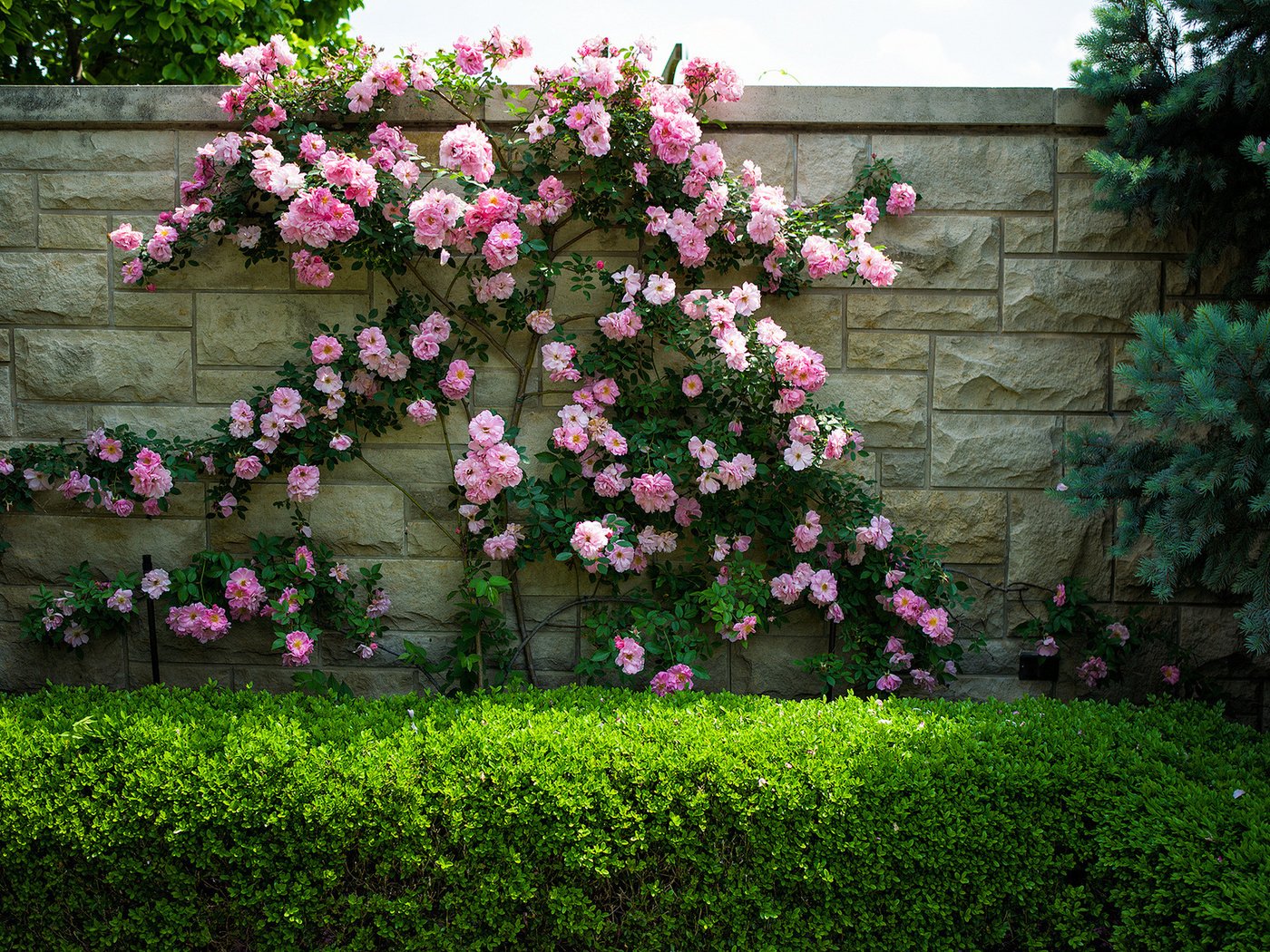 roses in landscape design ideas