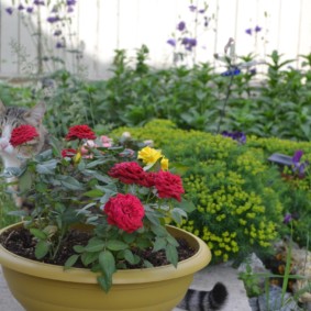 roses in landscape design photo design