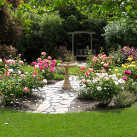 roses in landscaping design ideas