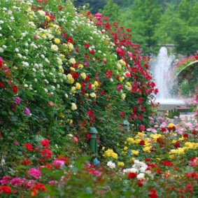 roses landscaping options