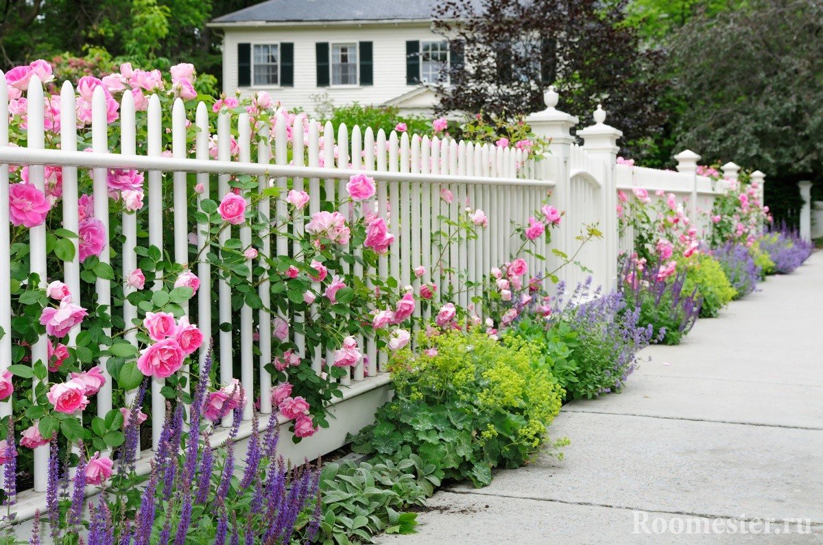 roses in landscaping photo options
