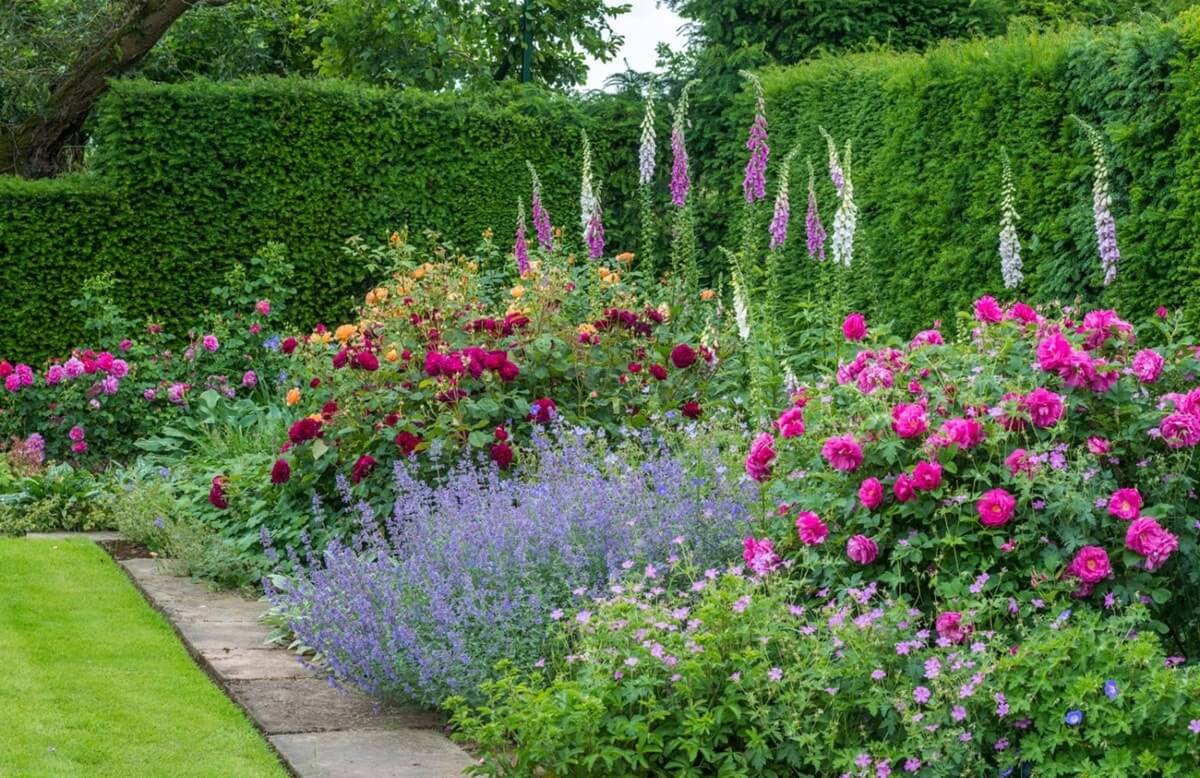 roses in landscaping