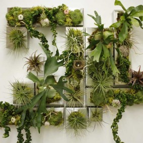 Plantes vivantes sur un mur blanc