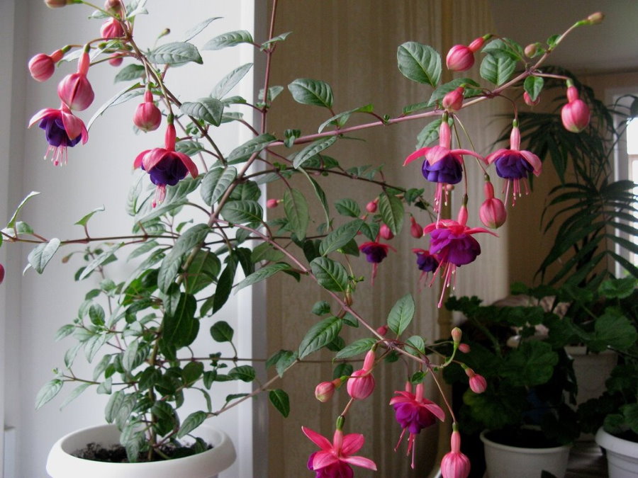 Fleurs fuchsia rose-violet dans un appartement