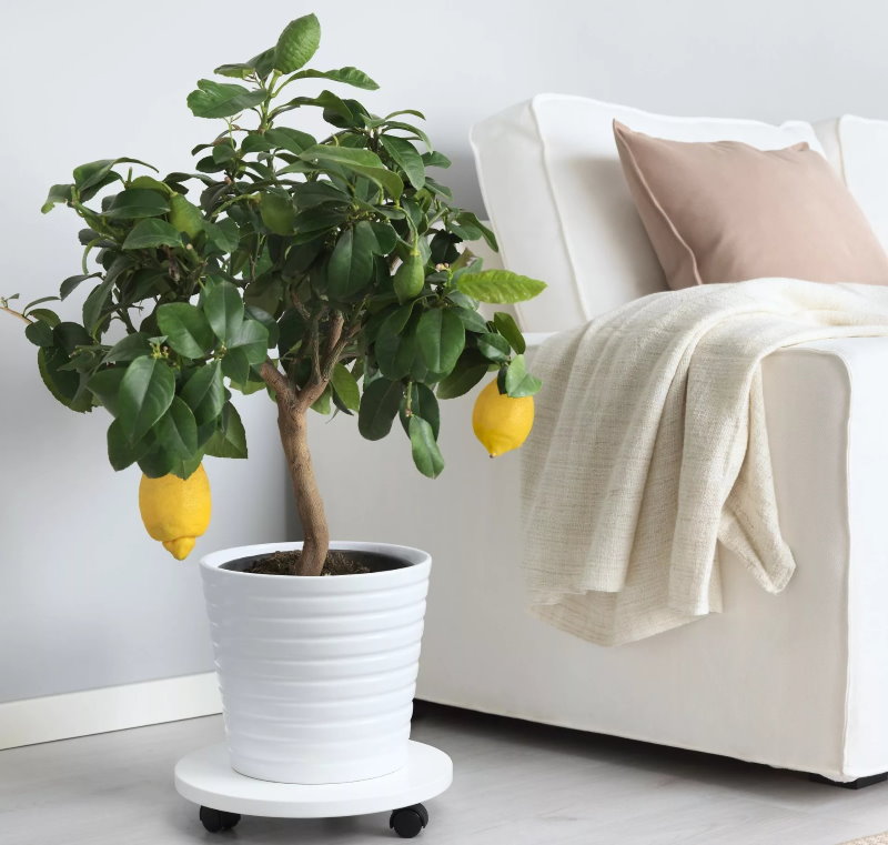 Citronnier près du canapé dans le salon