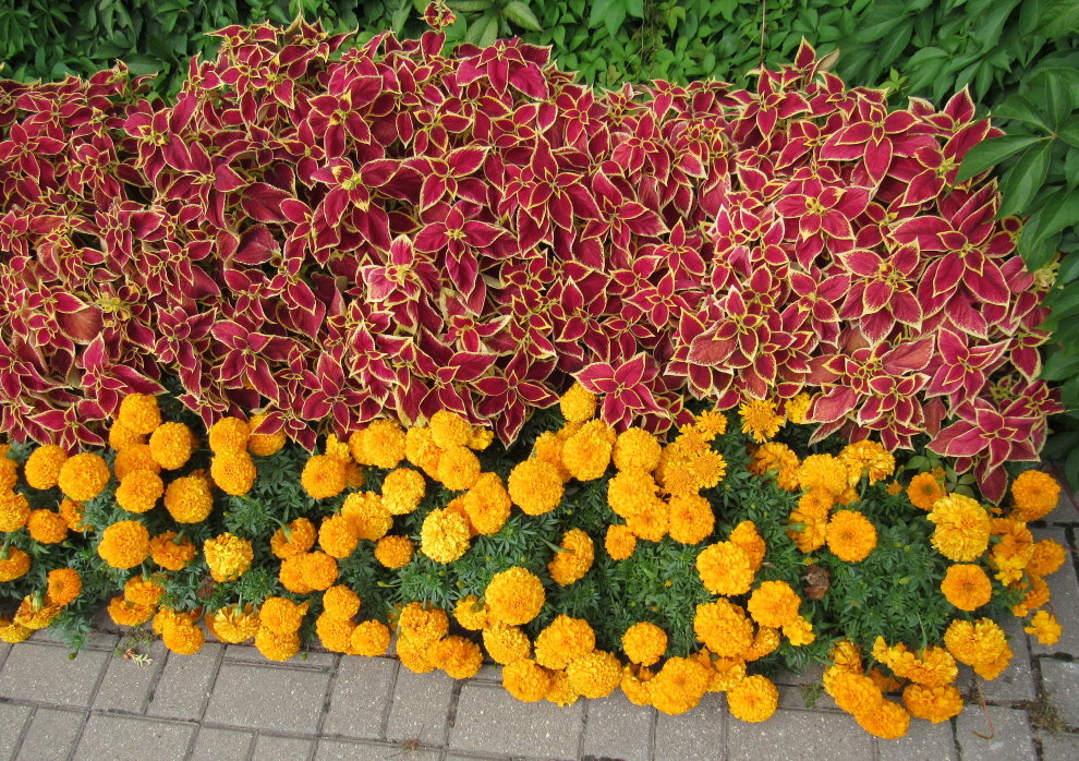 Étiquette lapin de taille moyenne