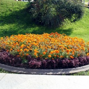 Parterre de fleurs rond avec des soucis dressés