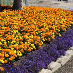 Fleurs lilas le long du bord du parterre de fleurs