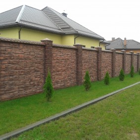 Jeunes arborvitae le long de la clôture de la capitale