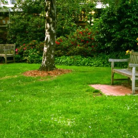 Ancien magasin sous un haut bouleau