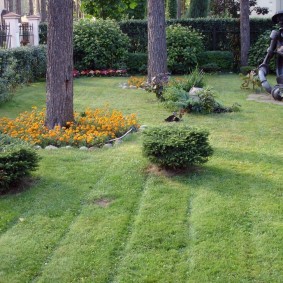 Parc pelouse dans le pays avec de grands pins