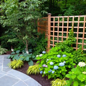hortensia paniculaire devant la clôture palissée