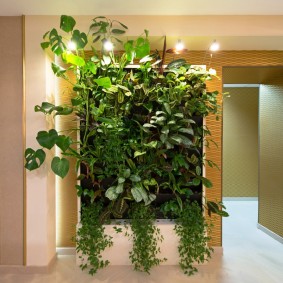 Progettazione di corridoi con piante domestiche