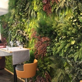 Piante ombrose all'interno dell'appartamento